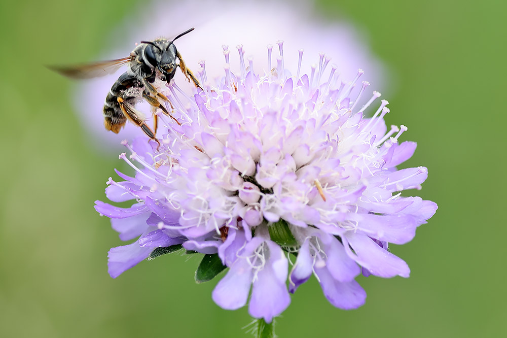 Large scabious mining bee